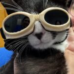 Picture of black and white cat wearing Laser Therapy Goggles that are slightly too big.