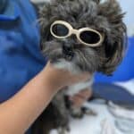 Small black and white dog wearing goggles to protect from Laser Therapy ebing held by someone.