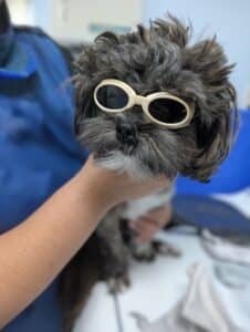 Small black and white dog wearing goggles to protect from Laser Therapy ebing held by someone.