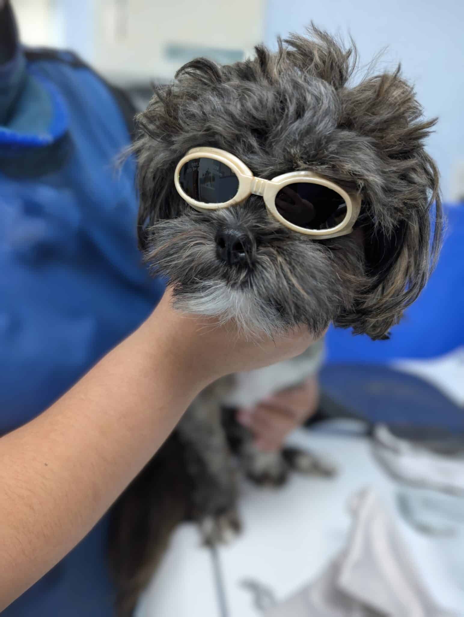 Small black and white dog wearing goggles to protect from Laser Therapy ebing held by someone.